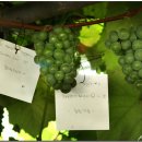 대저국수 이미지