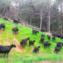 보성흑염소(가야농장) 이미지