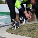 강서경찰서 이미지