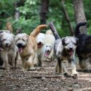 경산의 삽살개육종연구소 이미지