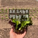 텃밭기록｜방토토, 가지, 깻잎을 심다 ! _4월 넷째 주