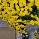 동의주열 이미지