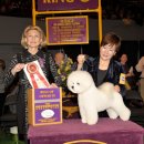 도그뉴스 이미지