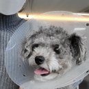 심동물병원 | (해보니)대장&amp;위 내시경 1