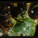 개의꿈 | 눈방울과 몇 개의 후기