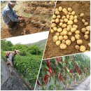 김수만농장 이미지