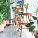 플랜테리어 홈가드닝 이미지