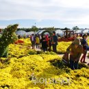 형형색색 `꽃바다`의 유혹 `거제섬꽃축제` 이미지
