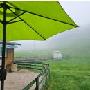 평화목장 | 대관령 양떼목장 후기, 강릉 가볼만한 곳으로 좋았던 평화로운 하루