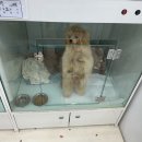 멍냥이 펫싸롱, 펫호텔 이미지