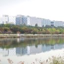 핑크뮬리 이미지