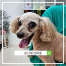 양산애견미용, 라이크어독, 강아지 미용 세심하고 친절하게 해주는 곳