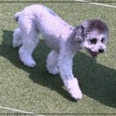 광주애견유치원호텔미용 마마스미독펜트하우스 본점 이미지