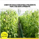 한마음토마토 이미지