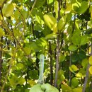 녹차순두부 이미지