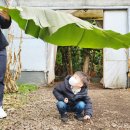 송골농장 | 제주 유진팡 열대농장체험 아이와 바나나 따기 어때요?