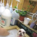 지아 애견샵 이미지