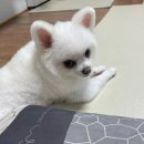 쿨펫동물병원(탄방점) 이미지