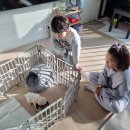 대구강아지분양 원펫 이미지