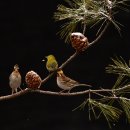 동박새가 먹이를 찾아 소나무에 이미지