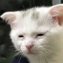 신데렐라헤어 이미지
