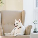 빵귤맨숀 이미지