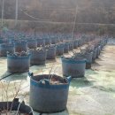 내동농장 이미지