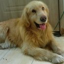 자유로 동물병원 이미지