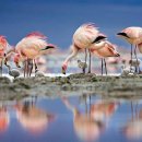 플라밍고 이미지