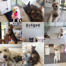 앞선동물병원 이미지