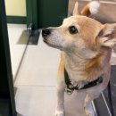 정릉아리랑시장 | 덤브다이버 성북구 버터떡 내돈내산 아리랑시장 정릉역 반려견동반 카페