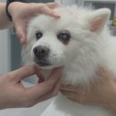 죽전동물병원 | 강아지 급성 신부전 | 용인 죽전동물병원 소리동물의료센터 [내돈내산] 솔직후기 2탄