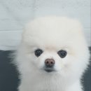 dog조아 | 견주가 원하는 스타일로 잘하는 진건애견미용 dog조아