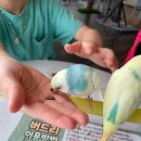 버드리대전