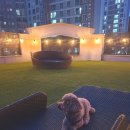 댕댕댕 애견유치원 이미지