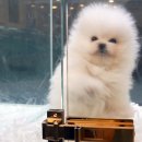 Pet.J 이미지