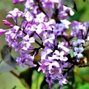 라일락목장 이미지