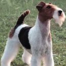 와이어 폭스 테리어(Wire Fox Terrier) 이미지