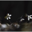 청림마을 변산바람꽃 이미지