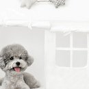 초이스펫 이미지