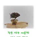 작은나무예술가(소품분재) 이미지