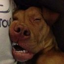 바우바우 이미지