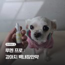 리본코퍼레이션(REBORN CORPERATION) | 강아지백내장안약 USA펫 루멘프로