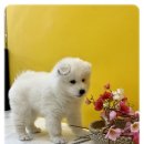 나라애견본점 이미지