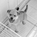 가온 동물병원 이미지