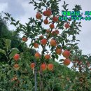 안동행복한공인중개사사무소 | 안동시 도산면 의일리 508평 사과 약150주 식재 5080만원