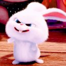 마이펫 이미지