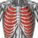 internal intercostal muscle(속갈비사이근) 이미지