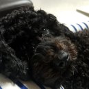 한호동물병원 이미지