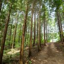 절고개공원 | "산 전체의 70%가 잣나무 숲길이에요" 피톤치드와 음이온이 가득한 9월 가을 산행지